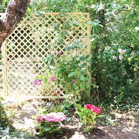 Il Giardino - Ciliegio Daire Aritzo